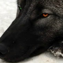 thesynofwolves avatar