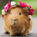 thetalkingguineapig avatar