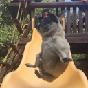 thetalkingheado avatar