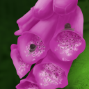 thetalkingsnowball avatar