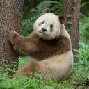 thetannestpanda avatar