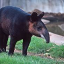 thetapirsarehyperfixating avatar