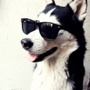 thetarasenkshow avatar