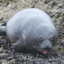 thetastewassweeter avatar