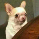 theteaspilled-blog avatar