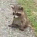 theteawitchblog avatar