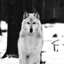 thethingspeopledontsay avatar