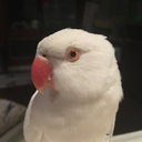 thethreebirbos avatar