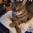 thethundercookie avatar