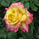 thethuthinnang avatar