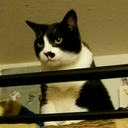 thetigerbutlolcheezits avatar