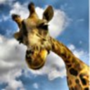 thetimetravelinggiraffe avatar