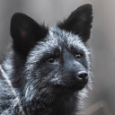 thetinyforestsnake avatar