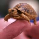 thetinytortoise avatar