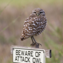 thetreehouseinmyhead avatar