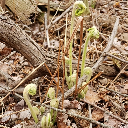 thetrees-havesecrets14 avatar