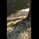 thetreessingtome avatar