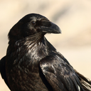 thetrickstergod avatar