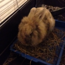 thetruehamsolo avatar