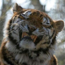 thetumblingtiger avatar