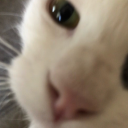 theultimatebean avatar