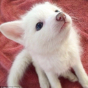 theunfocusedbrat avatar