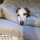 theunfortunate-01 avatar