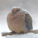 theuniwolf-blog avatar