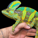 theunusualchameleon avatar