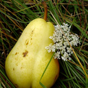 thevoiceisoutofminutes avatar