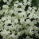 thewaitfortheend avatar