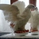 theway2heaven avatar