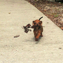 thewaythekookiekrumbles avatar