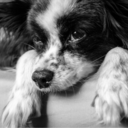 thewaywardphotographer avatar