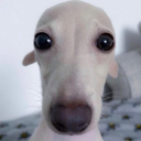 theweeweecreature avatar