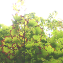 thewellesleybulletin avatar