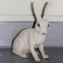 thewhitebunnystuff avatar