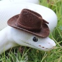thewhitepythonwithacowboyhat avatar