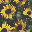 thewickedwitchxox avatar