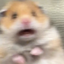 thewiglesswonder avatar