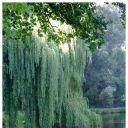 thewillowbeginstoweep avatar