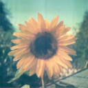 thewiltedsunflower avatar