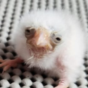 thewindbandit avatar