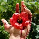 thewindsatnighthowl avatar