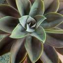 thewinteriscomming avatar