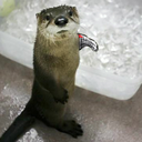 thewinterotter avatar