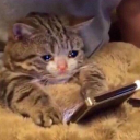 thewinterwasp avatar