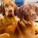 thewisdomofcrows avatar