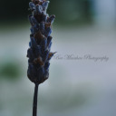 thewitchesplanet avatar