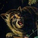 thewitchofsquid avatar